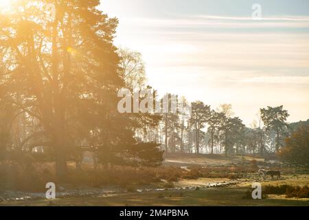 Eine wunderschöne Herbst-/Winterlandschaft im New Forest Hampshire England mit Sonnenuntergang über einem Wald mit zwei grasenden Ponys. Stockfoto