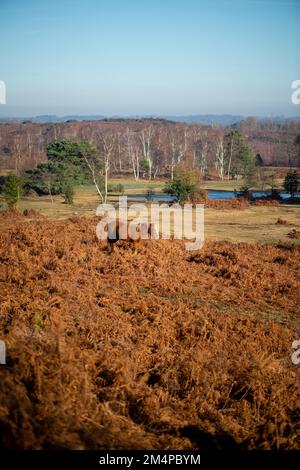 Ein braunes Pferd steht inmitten der braunen Herbstblüte und sonnt sich in der Sonne, um sich an einem frostigen Wintermorgen warm zu halten. Stockfoto