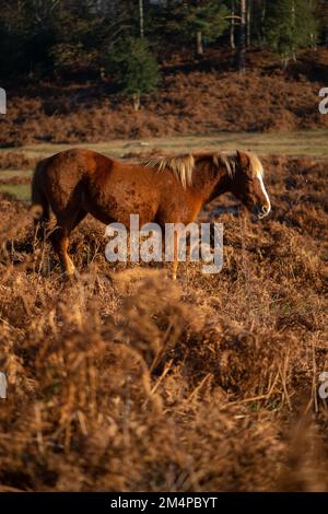 Ein braunes Pferd steht inmitten der braunen Herbstblüte und sonnt sich in der Sonne, um sich an einem frostigen Wintermorgen warm zu halten. Stockfoto