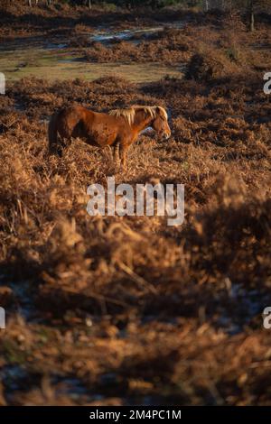 Ein braunes Pferd steht inmitten der braunen Herbstblüte und sonnt sich in der Sonne, um sich an einem frostigen Wintermorgen warm zu halten. Stockfoto