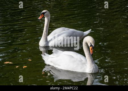 Weißes Schwanenpaar, elegante Wasservögel mit langem, flexiblem Hals, Schwimmen auf dunklem Teich mit Reflexion und Herbstblättern Stockfoto