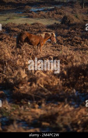 Ein braunes Pferd steht inmitten der braunen Herbstblüte und sonnt sich in der Sonne, um sich an einem frostigen Wintermorgen warm zu halten. Stockfoto