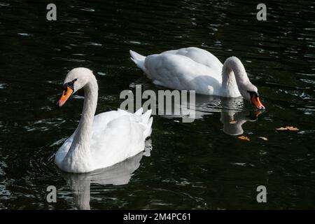 Weißes Schwanenpaar, elegante Wasservögel mit flexiblem Hals schwimmen auf dunklem See Wasser mit Reflexion und Herbstblättern Stockfoto