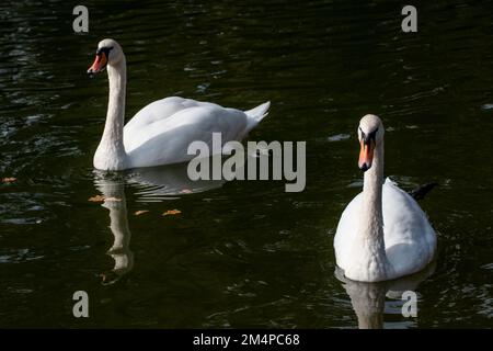 Weißes Schwanenpaar, elegante Wasservögel, die auf dunklem Teich schwimmen, mit Reflexionen und Herbstblättern Stockfoto