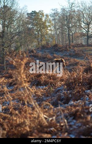 Ein braunes Pferd steht inmitten der braunen Herbstblüte und sonnt sich in der Sonne, um sich an einem frostigen Wintermorgen warm zu halten. Stockfoto