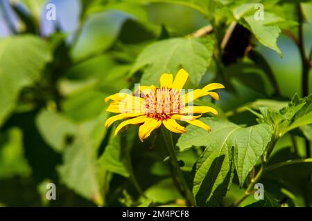 Mexikanische Sonnenblumen (Tithonia diversifolia) in einem Garten in Rio de Janeiro. Stockfoto