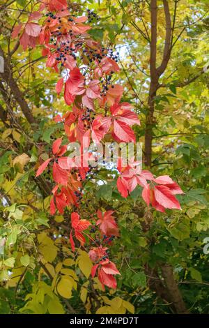Herbsttraube mit roten Blättern und blauen Beeren Kletterpflanze, die an grünen Zweigen hängt Stockfoto
