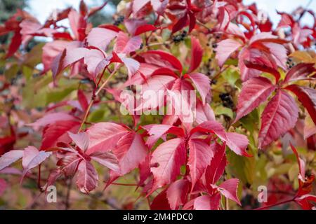 Herbsttrauben mit roten Blättern und blauen Beeren, Nahaufnahme auf verschwommenem Hintergrund. Herbststimmung in der Natur Stockfoto