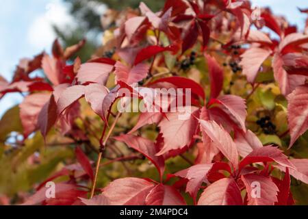 Herbsttrauben mit roten, lebhaften Blättern und blauen Beeren, Nahaufnahme auf verschwommenem Hintergrund. Herbststimmung in der Natur Stockfoto