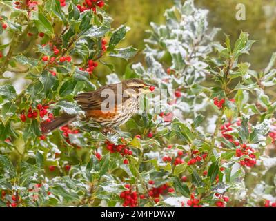 Ein Rotflügelvogel, Turdus iliacus, der sich von einer Froststlöhle, Ilex aquifolium, ernährt und eine rote Ilex-Beere in den Schnabel nimmt, Rheinland, Deutschland Stockfoto