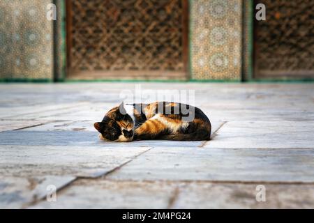 Dreifarbige Katze im Hof, ruhend, islamisches College, Medersa Bou Inania, Fes el Bali, UNESCO-Weltkulturerbe, Fès, Fès-Meknes, Marokko Stockfoto