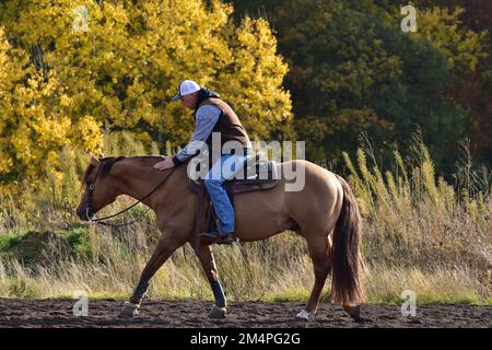 Detail während des Trainings in Westernreiten mit einem American Quarter Horse, Lob vom Trainer Rheinland-Pfalz, Deutschland Stockfoto