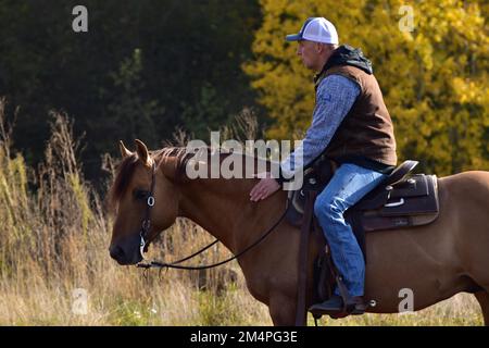 Detail während des Trainings in Westernreiten mit einem American Quarter Horse, Lob vom Trainer Rheinland-Pfalz, Deutschland Stockfoto