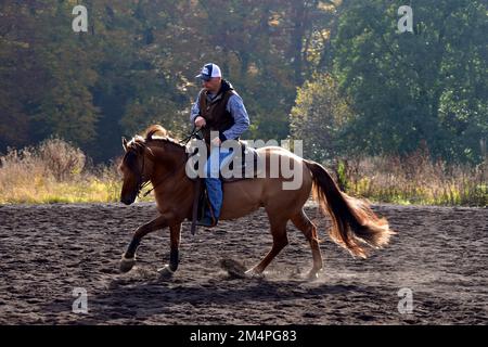 American Quarter Horse Hallion Training in Canter, Herbstatmosphäre, Rheinland-Pfalz, Deutschland Stockfoto