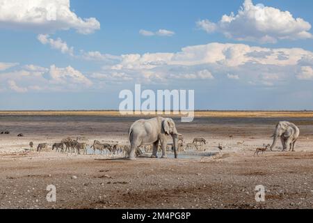 Elefanten und Zebras an einem Wasserloch, Etosha-Nationalpark, Namibia Stockfoto