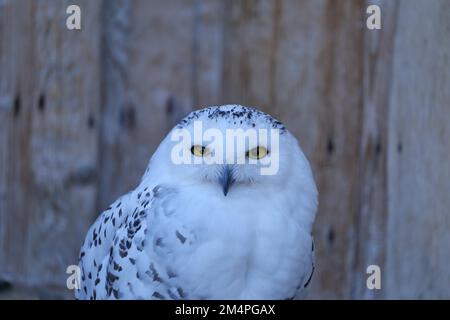 Schneeeule (Bubo scandiacus), Tierporträt, Gefangenschaft, Hessen, Deutschland Stockfoto