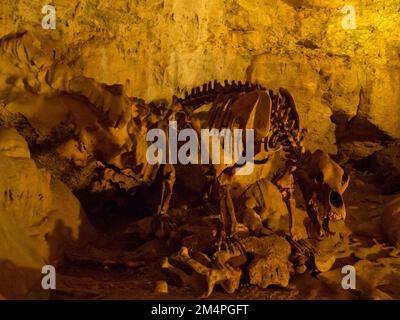 Restauriertes Skelett eines Höhlenbären im Baerenhoehle, Karlshoehle, Erpfinger Hoehle, Stalaktithöhle, zum UNESCO-Weltkulturerbe gehörender Schwabischer Alb Geopark, Schwabische Alb Stockfoto