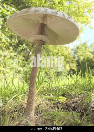 Parasolpilze (Macrolepiota procera) am Waldrand, Nordrhein-Westfalen, Deutschland Stockfoto