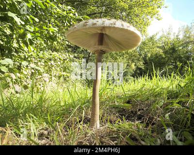 Parasolpilze (Macrolepiota procera) am Waldrand, Nordrhein-Westfalen, Deutschland Stockfoto