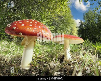 Fliegenagarik (Amanita muscaria) am Waldrand, Nordrhein-Westfalen, Deutschland Stockfoto