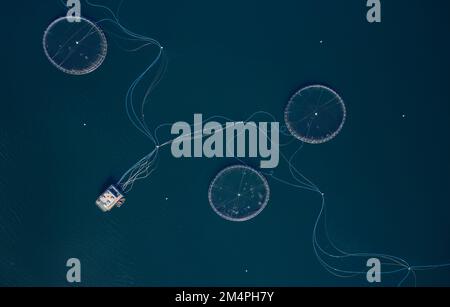 Fischfarm Lachs runde Netze in natürlicher Umgebung Loch Fyne Arygll und Bute Scotland Stockfoto