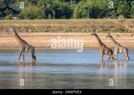 Rhodesische Giraffe (Giraffa camelopardalis thornicrofti), 3 Tiere, die im Fluss waten, Süd-Luangwa, Sambia Stockfoto