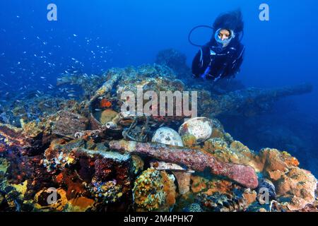 Taucher schwimmen über Schiffswrack aus der Seeschlacht im Pazifik aus dem Zweiten Weltkrieg, in Vordergrundgewehren, die von Korallen in einem Gewehrlauf im Hintergrund verkrustet sind Stockfoto