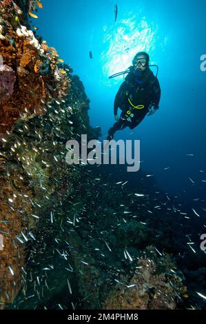 Taucher schwimmen Tauchen auf einer steilen Mauer, von dem Blick auf das Korallenriff davor eine Fülle europäischer Pilcharden (Sardina pilchardus), Rotes Meer, Safaga, Ägypten Stockfoto