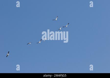 Natur, Schneegänse im Flug, Saint-Jean-sur-Richelieu, Provinz Quebec, Kanada Stockfoto