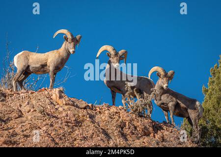 Three Bighorn Rams stehen hoch oben auf einem Abgrund mit Blick auf einen Canyon in der Nähe der Royal Gorge in Colorado. Stockfoto