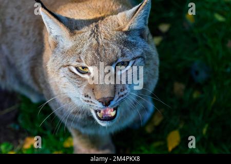 Eurasischer Luchs (Luchs), junge Zunge, junges Tier, Tierporträt, Gefangener, Deutschland Stockfoto