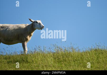 Hausschafe (Ovis gmelini widder) am Deich der Nordsee, in der Nähe von Westerhever, Deutschland Stockfoto