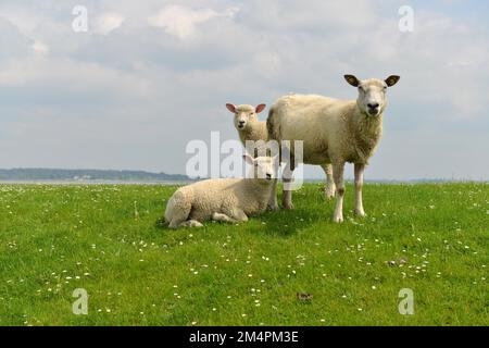 Hausschafe (Ovis gmelini widder) am Deich der Nordsee, in der Nähe von Westerhever, Deutschland Stockfoto