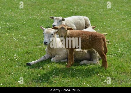 Hausschafe (Ovis gmelini widder) am Deich der Nordsee, in der Nähe von Westerhever, Deutschland Stockfoto