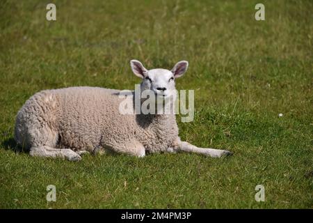 Hausschafe (Ovis gmelini widder) am Deich der Nordsee, in der Nähe von Westerhever, Deutschland Stockfoto