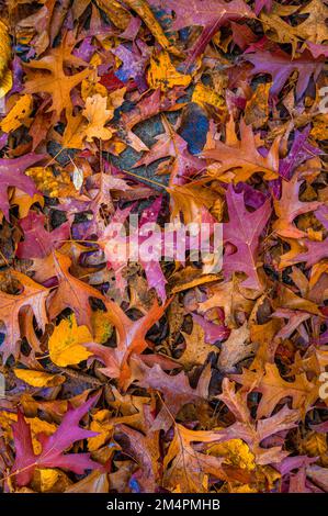 Im Herbst liegen die bunten Blätter einer Nadeleiche (Quercus palustris) in Hannover, Niedersachsen, Deutschland, auf dem Boden Stockfoto