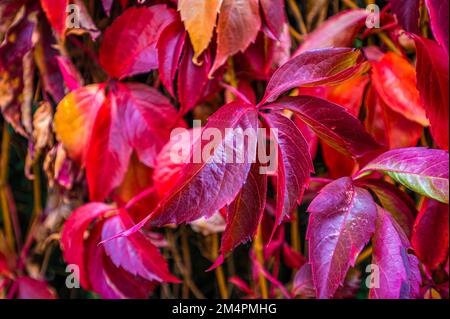 Der virginia-Kriecher (Parthenocissus quinquefolia) verwandelt seine Blätter im Herbst in Hannover, Niedersachsen, Deutschland, in ein dunkles, helles Rot Stockfoto