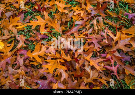 Im Herbst liegen die bunten Blätter einer Nadeleiche (Quercus palustris) in Hannover, Niedersachsen, Deutschland, auf dem Boden Stockfoto