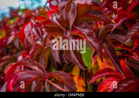 Der virginia-Kriecher (Parthenocissus quinquefolia) verwandelt seine Blätter im Herbst in Hannover, Niedersachsen, Deutschland, in ein dunkles, helles Rot Stockfoto