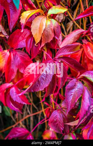 Der virginia-Kriecher (Parthenocissus quinquefolia) verwandelt seine Blätter im Herbst in Hannover, Niedersachsen, Deutschland, in ein dunkles, helles Rot Stockfoto