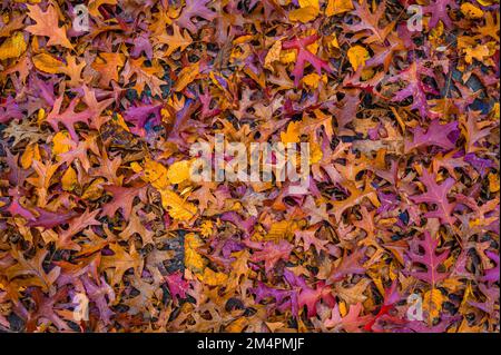 Im Herbst liegen die bunten Blätter einer Nadeleiche (Quercus palustris) in Hannover, Niedersachsen, Deutschland, auf dem Boden Stockfoto