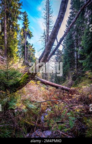 Ein kleiner Bach im Schoenjungferngrund im Erzgebirge, im Herbst unterhalb des Fichtelbergs, zwischen grünen Tannen und moosbedeckter Birke Stockfoto