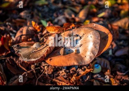 Drei Frühlingspilze (Amanita verna), die durch den blattbedeckten Boden im Wald in Hannover, Niedersachsen, Deutschland, wachsen Stockfoto