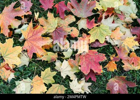 Herbstliche Herbstblätter auf einer Wiese, Baden-Württemberg, Deutschland Stockfoto