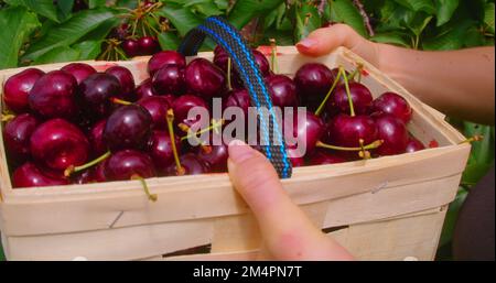 Handbauer pflücken süße Kirsche während der Verarbeitung, landwirtschaftlicher Hintergrund, reife rote Beeren, frisches Obst im Korb, Nahaufnahme. Ernte, Landwirtschaft Stockfoto