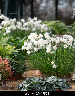 Trompetenförmige Bulbocodium-Blüten von Narcissus, fotografiert im alpinen Gewächshaus bei RHS Wisley Gardens, Surrey, Großbritannien. Stockfoto