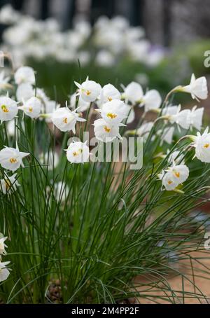 Trompetenförmige Bulbocodium-Blüten von Narcissus, fotografiert im alpinen Gewächshaus bei RHS Wisley Gardens, Surrey, Großbritannien. Stockfoto