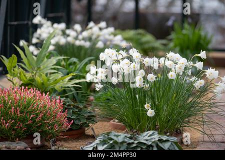 Trompetenförmige Bulbocodium-Blüten von Narcissus, fotografiert im alpinen Gewächshaus bei RHS Wisley Gardens, Surrey, Großbritannien. Stockfoto