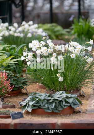 Trompetenförmige Bulbocodium-Blüten von Narcissus, fotografiert im alpinen Gewächshaus bei RHS Wisley Gardens, Surrey, Großbritannien. Stockfoto