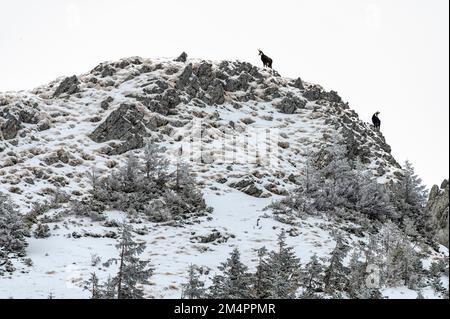 Chamois (Rupicapra rupicapra) auf einem schneebedeckten Bergkamm, Reutte, Ausserfern, Tirol, Österreich Stockfoto